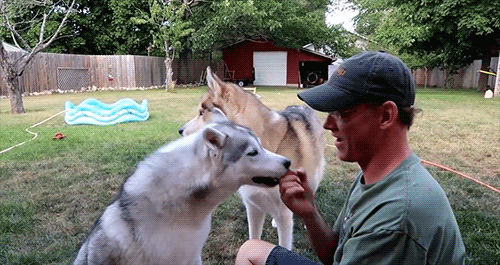 Snow Dogs Vlogs - HUSKY REACTS TO WHISTLE | Memphis vs Jamie