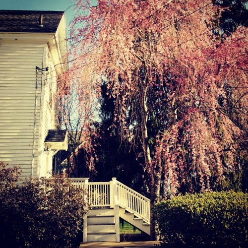 Spring has sprung at our house! #spring #NewYorkexplored #cherrywillow #Coxsackie