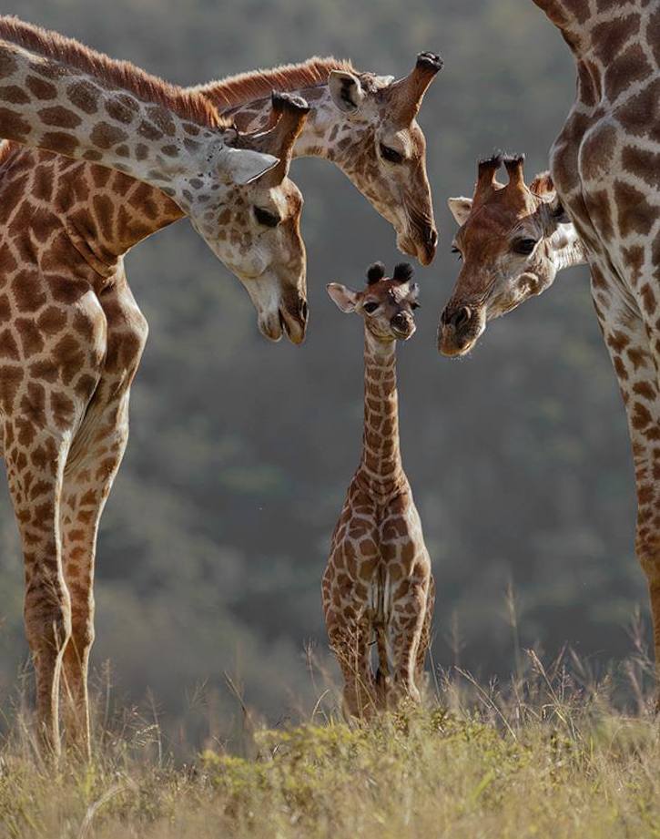 Greeting the newborn
Source: természettár, fb