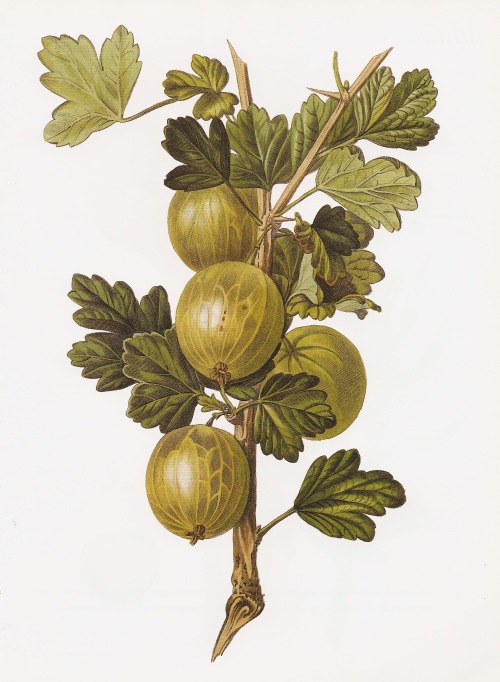heaveninawildflower:Gooseberry ‘Crompton’s Sheba Queen’, a hand-coloured engraving after a drawing b