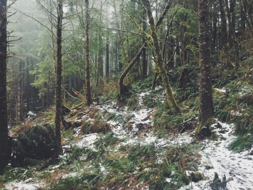 justapplyyourself:Tillamook Head Trail. Seaside, Oregon.