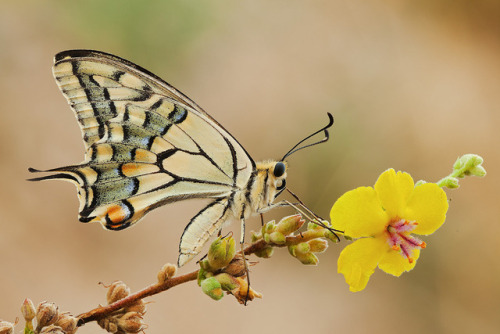 Swallowtail (Old world Swallowtail)Swallowtail or Papilion macaon is a large butterfly of the family