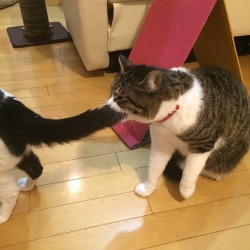 konemuneko:  ひどい！ ムーちゃんの尻尾を！ Nemanyan bit Muchan’s tail #cat #nemanyan #neko 