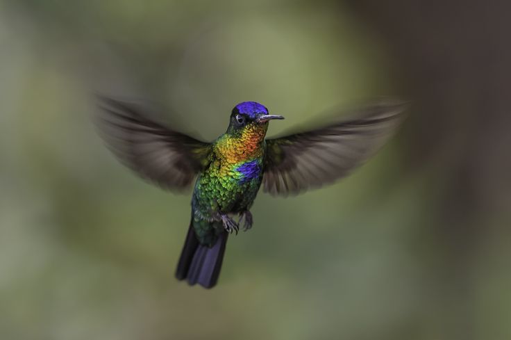 earthlynation:  Fiery Throated Hummingbird. Photo by Daniel Parent. 