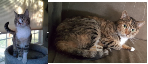 [image description: Two separate images with two different cats, side by side. On the left, a calico