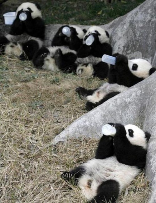 Animal Fun
