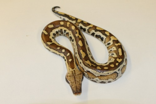 Our Beautiful Blood Pythons at 888 Reptiles