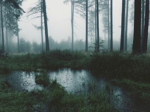 strawberries-and-peaches:duettaeann:Lower Silesia, Poland, 1 IX 2017[id: a photo of a swamp in the r