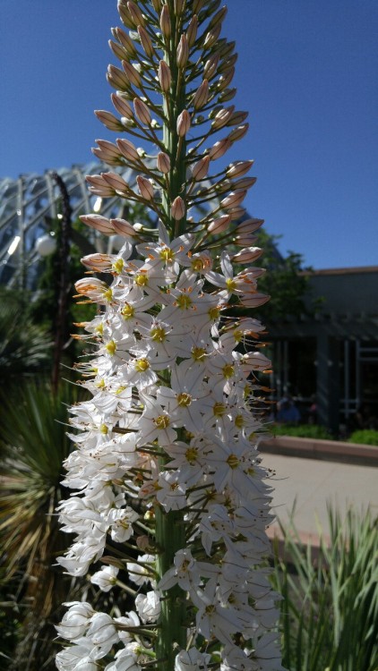 Eremurus &ldquo;Joanna&rdquo; is in the newly circumscribed family Asphodelaceae. Previously, this f