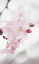 ryeou:  (photography by happypastel~) 