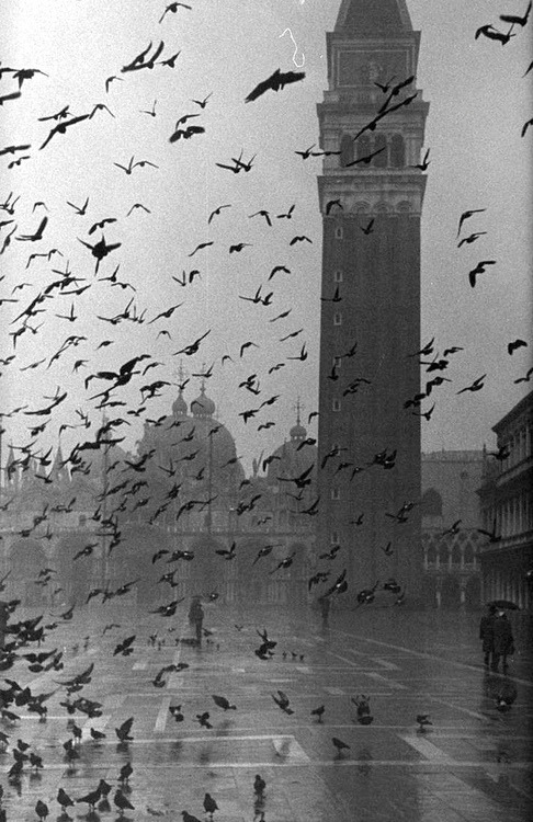 last-picture-show:
Dimitri Kessel, Pigeons in Piazza San Marco...