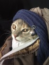 cat-memes-only:Cat with pearl earring 