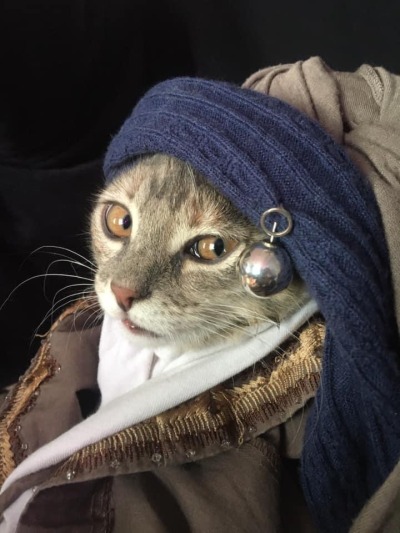 Sex cat-memes-only:Cat with pearl earring  pictures