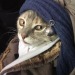 cat-memes-only:Cat with pearl earring 