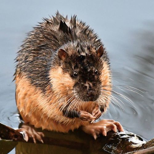 ainawgsd: The rakali, Hydromys chrysogaster, also known as the rabe or water-rat, is an Australian 