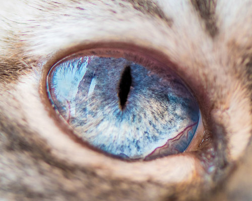 un-cerebro-hambriento:  Ojos de gatos, por Andrew Marttila.