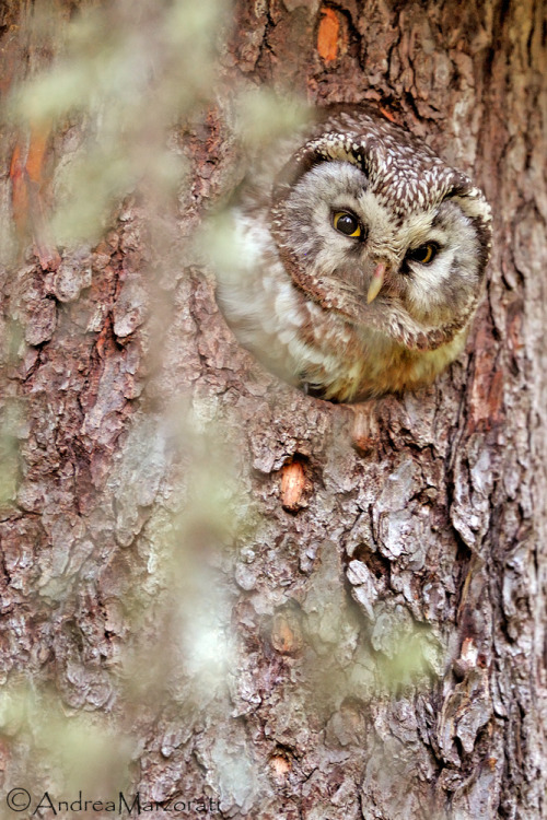 Boreal Owl (Aegolius funereus) &gt;&gt;by Andrea Marzorati