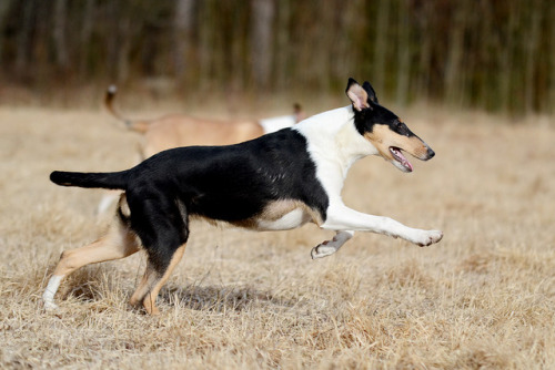 smoothcollie