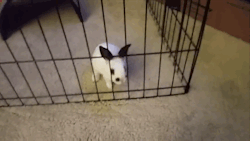 tastefullyoffensive:  &ldquo;Silly human, you can’t contain me.&rdquo; [video] 