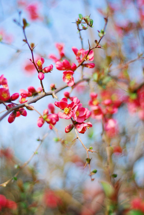 katekaplans: Sweet Spring by BlueColoursOfNature