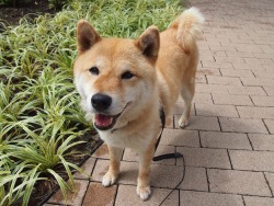 shibainu-komugi:  今日の柴犬の小麦さん