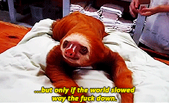 snazziest:sloths gmh