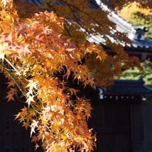 #紅葉 #もみじ #秋色 #紅葉狩り #皇居 #乾通り #一般公開 #局門 #東京 #autumnleaves #coloredleaves #momiji #gate #imperialpalace