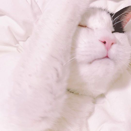 猫と会話 Explore Tumblr Posts And Blogs Tumgir 猫と会話 Explore Tumblr Posts And Blogs Tumgir