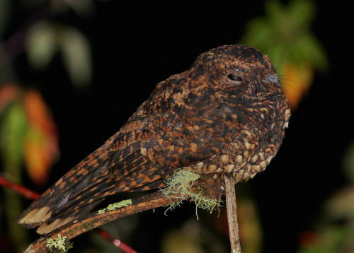Dusky Nightjar (Antrostomus saturatus) Distribution: Costa Rica and Panama IUCN Status: Least Concer