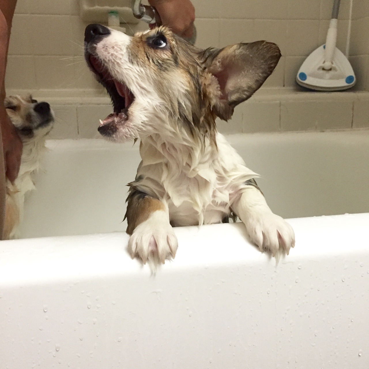 appleofmypi3213:Kira had her first bath at home last night. She wasn’t happy about