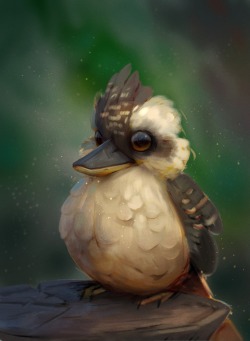 tysonmurphy:  derpy kookaburra sketch