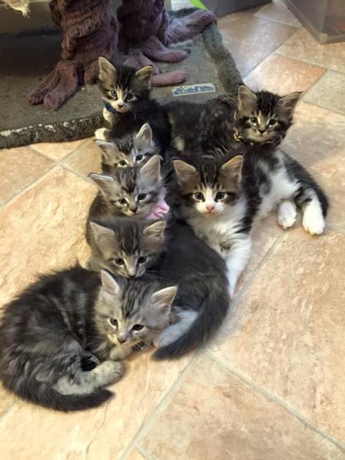 XXX awwww-cute:  Maine Coon Madness! (Source: photo