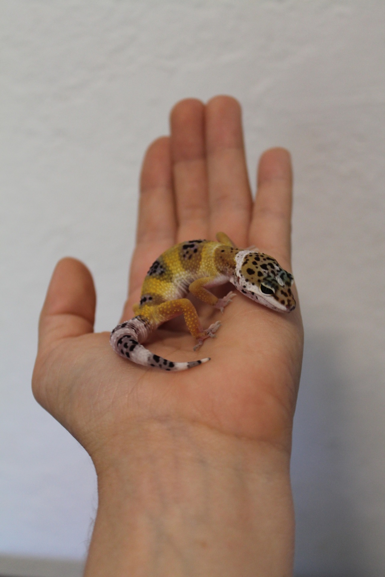 sweet-slither-friend:  sweet-slither-friend: mr-everywhere:  sweet-slither-friend: