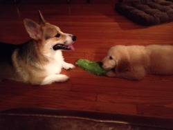 boomerthecorgi:  We had a tiny visitor this