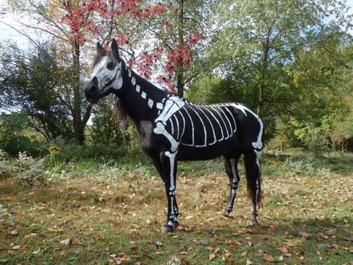moshita:  Raven the Skeleton Horse  Sandy Cramer of Knot Just Rope tack shop has a jet black horse named Raven. Raven is very patient and stood for 2.5 hours for her Halloween paint job as a skeleton. The ten-year-old horse was first painted for Halloween