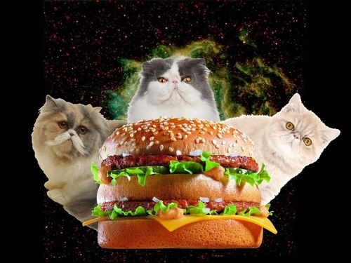 crazycatladyclothing:  SHOP HERE: www.crazycatladyclothing.com