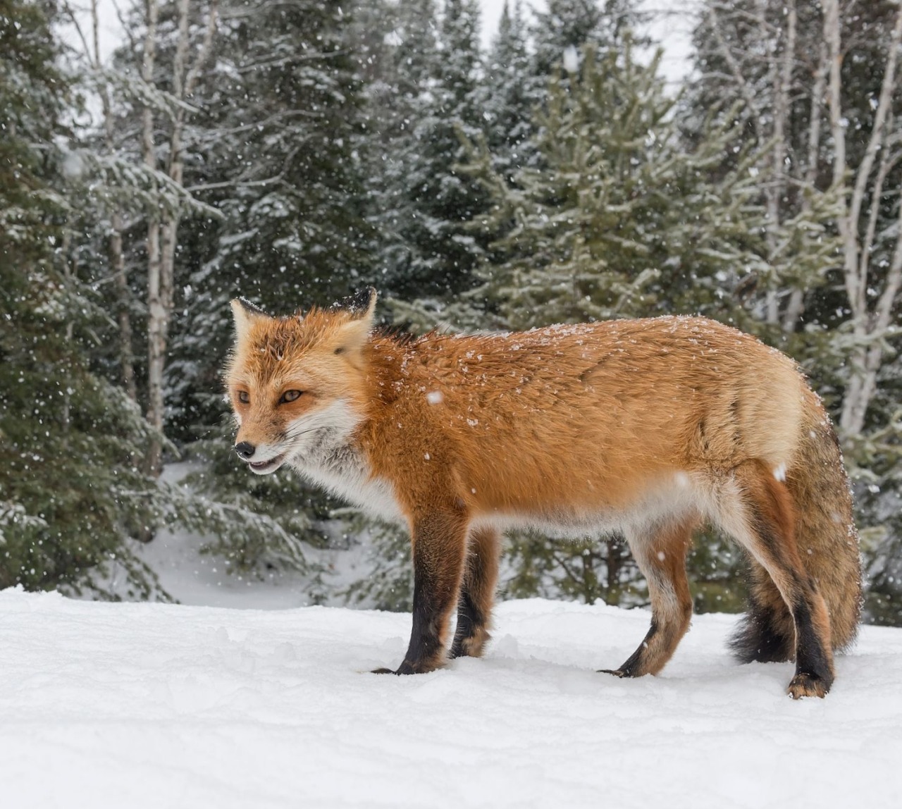 beautiful-wildlife:  Fox in Snow by © Daniel ParentOntario, Canada