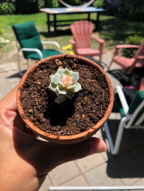 Just got these two babies potted, Look at em grow