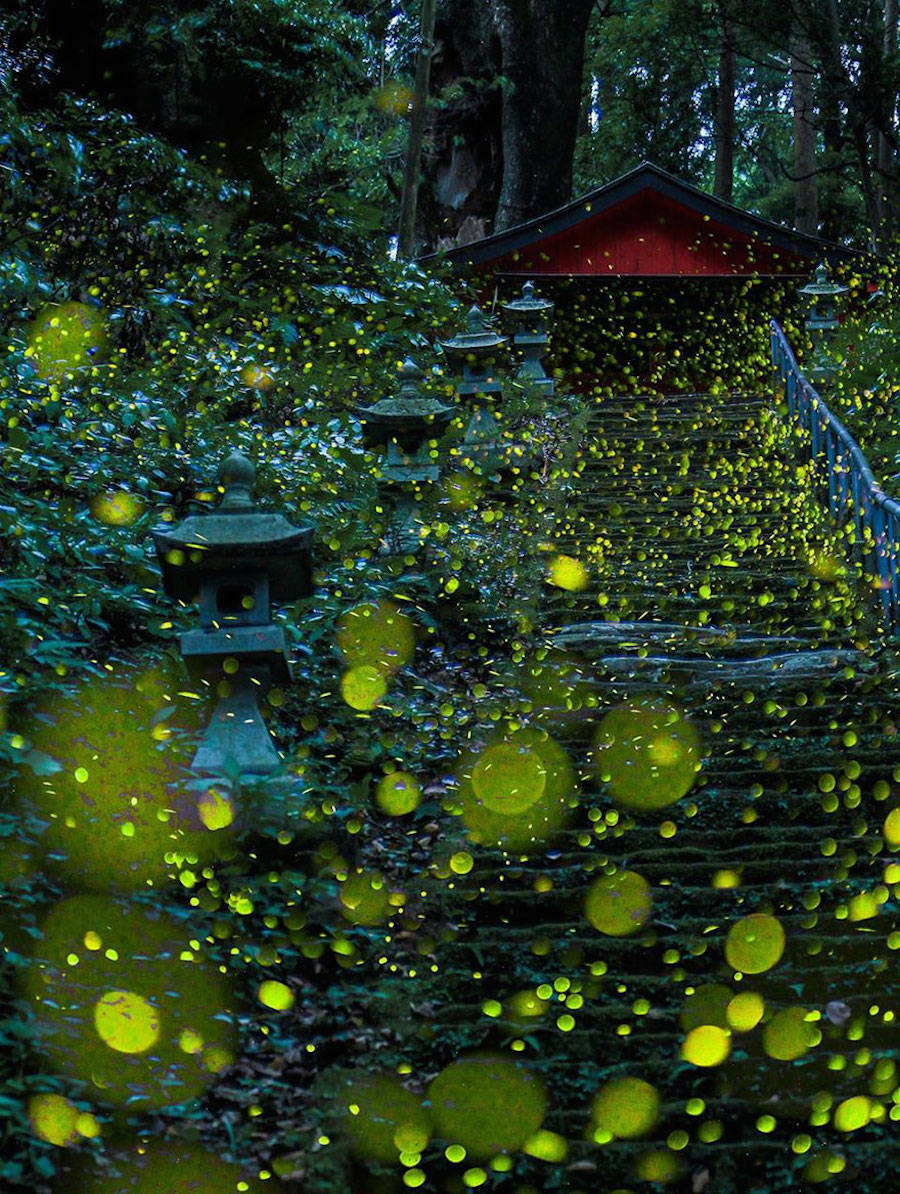 culturenlifestyle: Gold Fireflies Dance Through Japanese Enchanted Forest in the