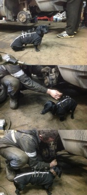 D0Gbl0G:  A Service Station Dog   Omgaaaawd.  I Love Working On Cars And Dachshunds