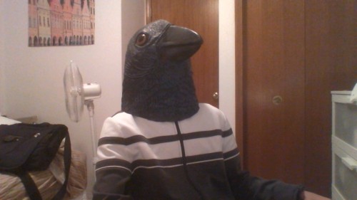 clanes:I have decided to drop-out of University and become a full-time bird.
