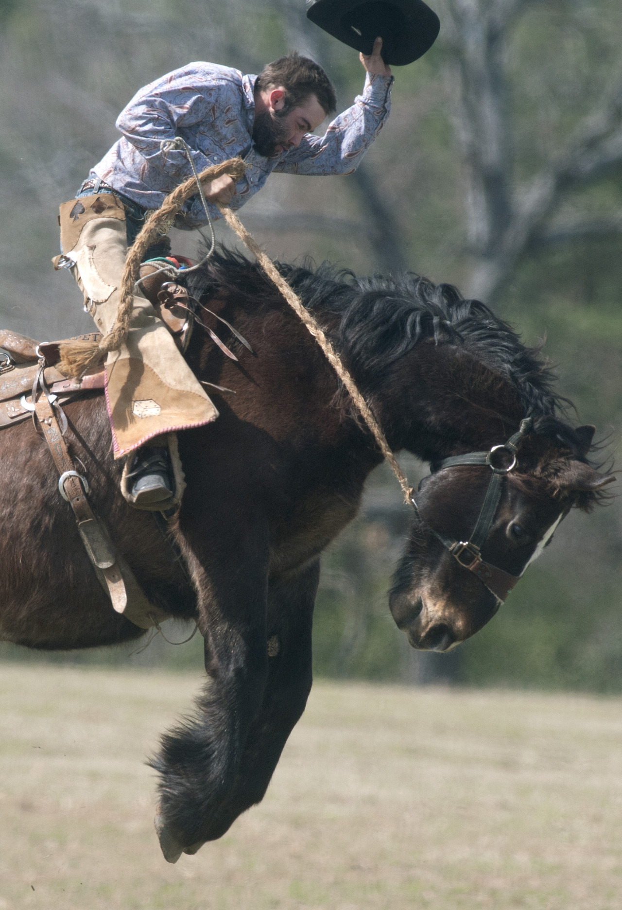 1836 Chuckwagon Race Bronc Riding