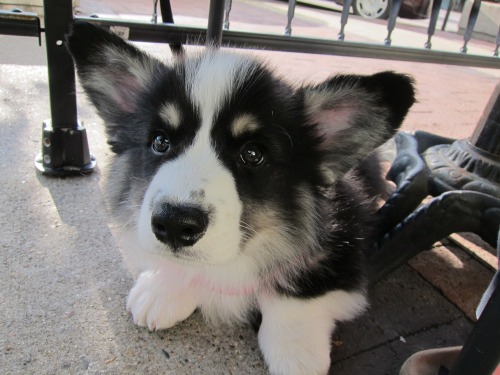 poopster:  throw back Thursday BABY PUDGE 