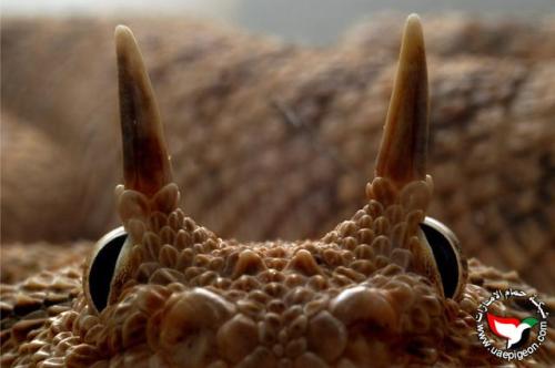 exotic-venom:(Cerastes gasperettii) Arabian horned viper