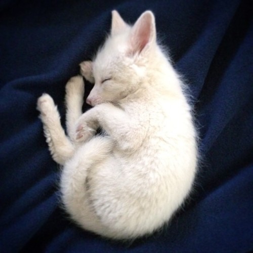 yukidwinters:boredpanda:The Internet’s Cutest Snow-White Fox Is Growing UpSo cute!!!!!!