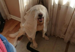 cuteanimalspics:My friend’s dog is a master of disguise