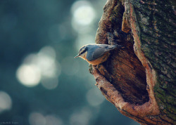  nuthatch bokeh (explored) by gypsymarestudios