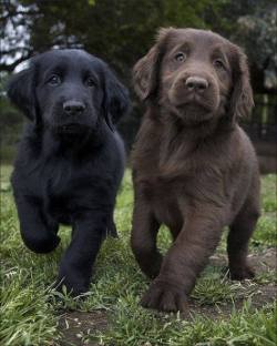 awwww-cute:  Pals (Source: http://ift.tt/1MDNQXv)