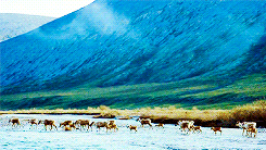   To the Arctic 3D (2012)  