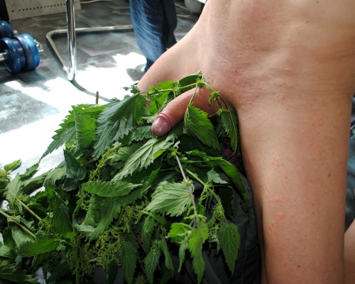 Nettle joy